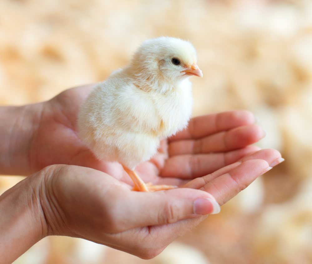 Woman holding little chicken